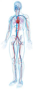 graphic of human body vascular system 